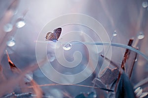 Butterfly, animals, macro, bokeh, insect, nature,