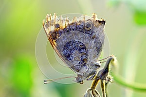 Butterfly, animals, macro, insect, indonesia,