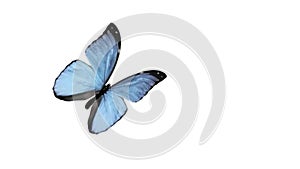 Butterfly animation. Loop. Flapping its wings with cyclical with alpha channel