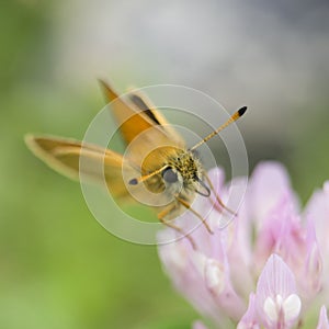 Butterfly Antennae