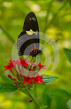 Butterfly Antennae Proboscis photo