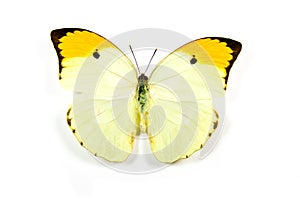 Butterfly Anteos menippe isolated