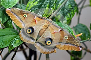 Butterfly Antherea polyphemus