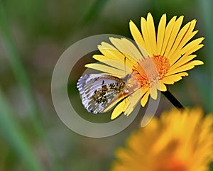 Butterfly anthocharis cardamines on yellow spanish daisy flower