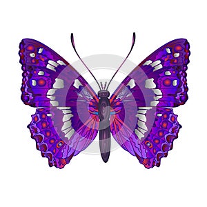 Butterfly Apatura iris vector