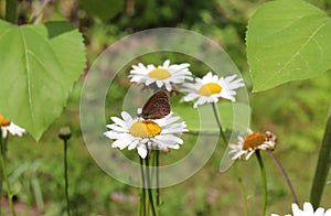 Butterfly Aphantopus hyperantus on a chamomile flower photo