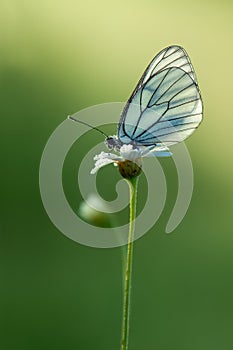 The butterfly Aporia crataegi butterflyrus covered with dew sits  on a daisy flower