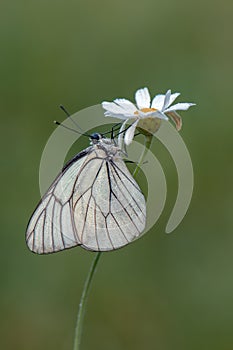 The butterfly Aporia crataegi butterflyrus covered with dew sits on a daisy flower