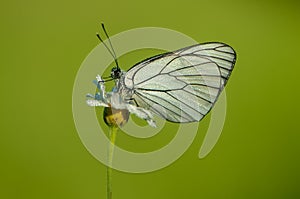 The   butterfly Aporia crataegi butterflyrus covered with dew sits on a  morning on a daisy flower