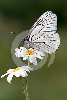 The butterfly Aporia crataegi butterflyrus sits on a summer morning on a daisy flower