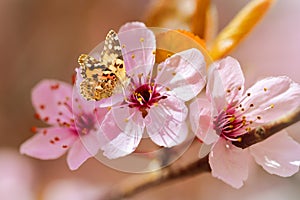 Butterfly on apple blossom flower