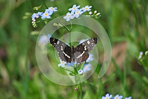 Butterfly Araschnia levana second