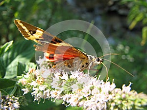 Butterfly Arctia caja collects nectar photo