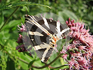 Butterfly Arctia caja photo