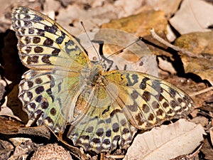 Butterfly Argynnis pandora in autumn season