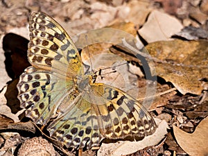 Butterfly Argynnis pandora in autumn season