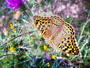 Butterfly Argynnis pandora photo