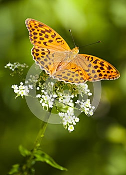 Butterfly (argynnis paphia)