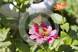 Butterfly (Argynnis paphia)