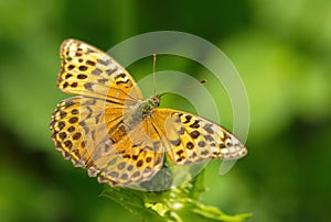 Butterfly argynnis paphia macro background