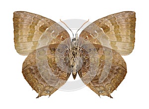 Butterfly Arhopala centaurus