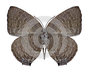 Butterfly Arhopala sp. underside