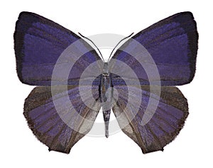 Butterfly Arhopala sp.