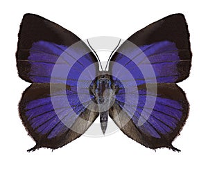 Butterfly Arhopala sp.