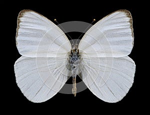Butterfly Ascia monuste phileta female