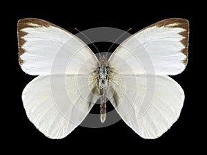 Butterfly Ascia monuste phileta male