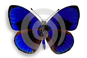 Butterfly Asterope sapphira