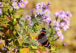 Butterfly Atalanta with open wings on Aster flowers