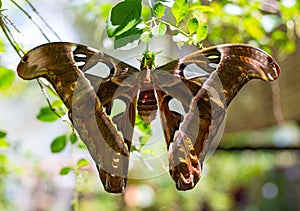 Butterfly Atlas moth