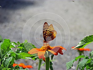Butterfly Atop Orange Flower at the Mohonk Mountain House