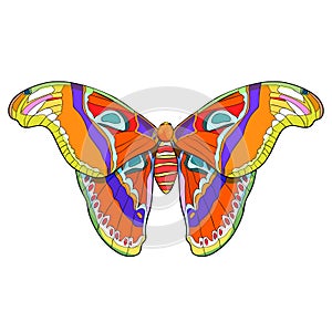 Butterfly Attacus Atlas peacock eye. vector illustration