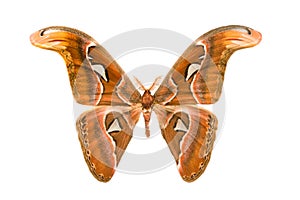 Butterfly Attacus imperator