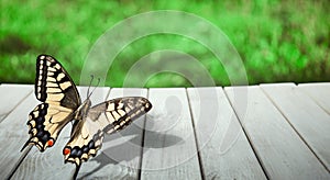 Butterfly on background of blackened wood panels