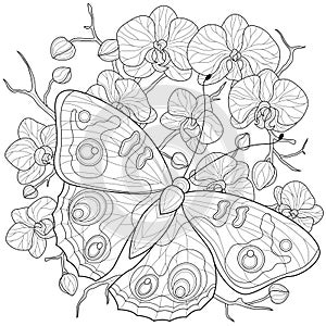 Butterfly on the background of orchids.Coloring book antistress for children and adults