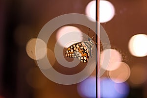 Butterfly backgrounds bokeh blurry lights in night time with colors of lights.