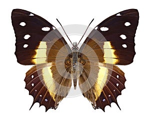Butterfly Baeotus deucalion