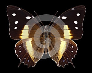 Butterfly Baeotus deucalion