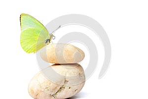 Butterfly on balanced stones