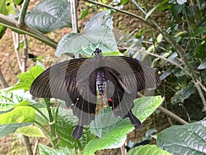 Butterfly. Bali. Common Mormon.