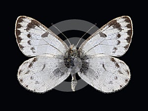 Butterfly Baltia shawii