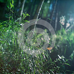 Butterfly in bamboo forest in sunset