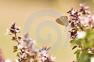 Butterfly on a basilic flower