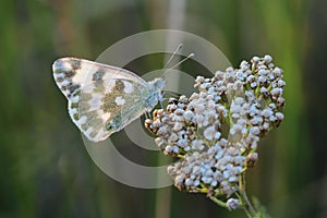 Butterfly - Bath White (Pontia daplidice) on meadow