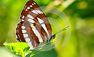 Butterfly photo