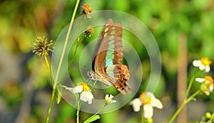 Butterfly photo