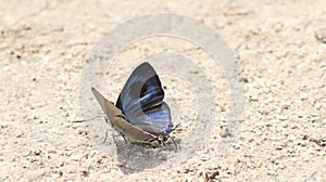 butterfly with a beautiful black-blue color